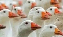 网红大鹅 吃瓜是什么意思,网红大鹅带你领略“吃瓜”文化的魅力